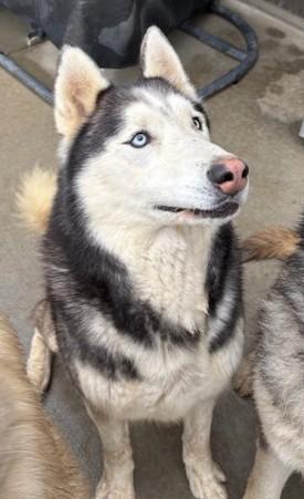 Bling, a ADOPTABLE Alaskan Malamute in Pasco, WA image 6/6