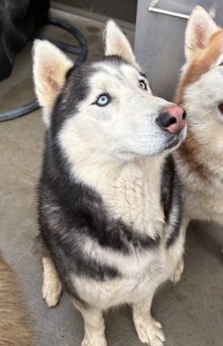Bling, a ADOPTABLE Alaskan Malamute in Pasco, WA image 2/6