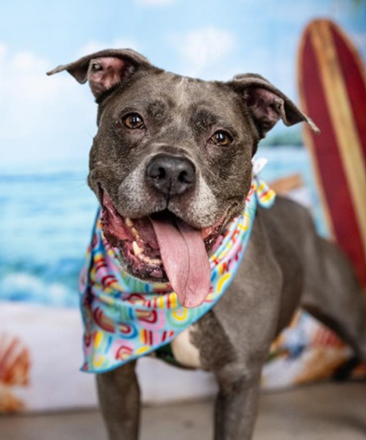 Bella, Adoptable, Senior Female Pit Bull Terrier.