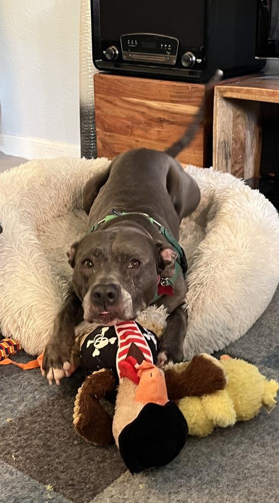 Enlarge Bella, a Adoptable mixed breed in Plymouth, MN image 2/6