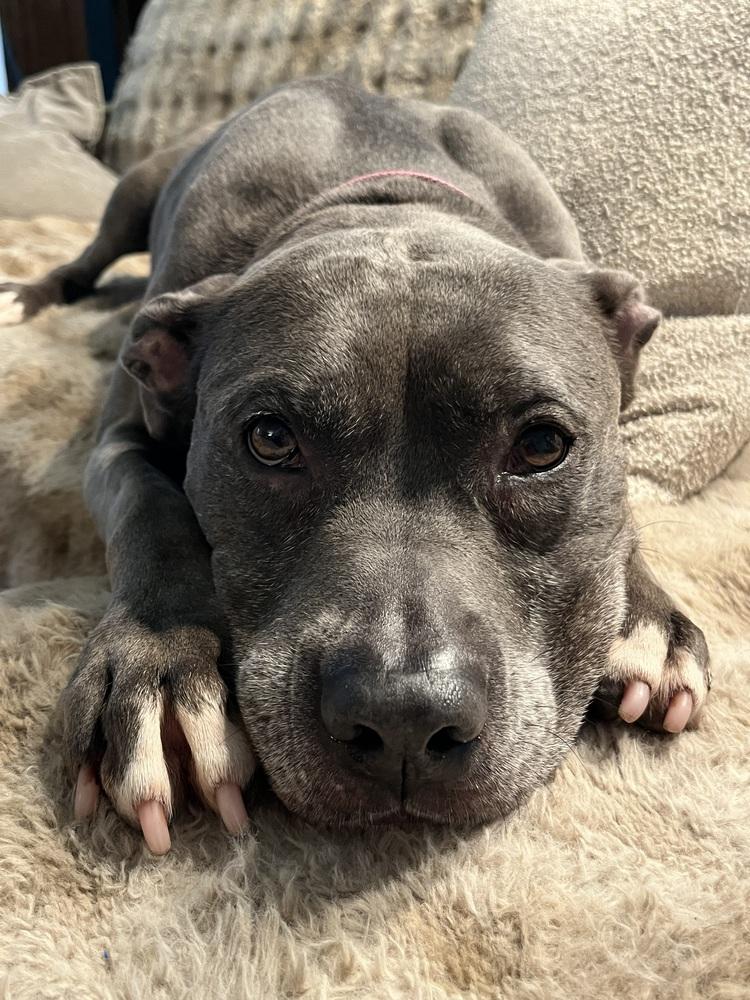 Enlarge Bella, a Adoptable mixed breed in Plymouth, MN image 3/6