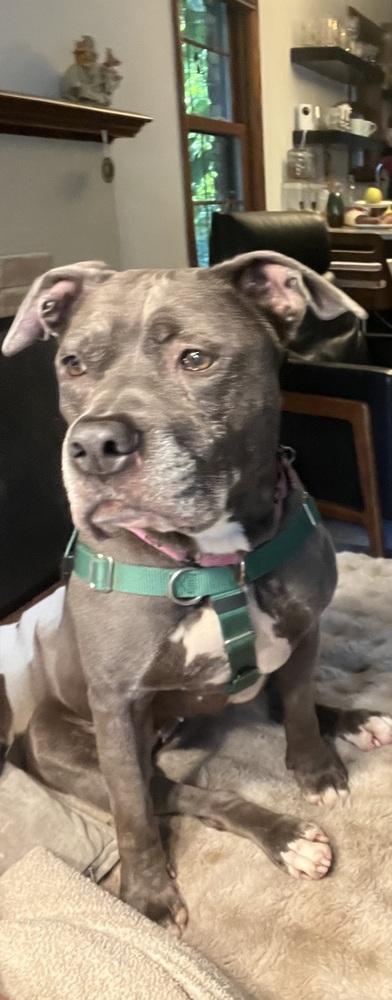 Enlarge Bella, a Adoptable mixed breed in Plymouth, MN image 4/6