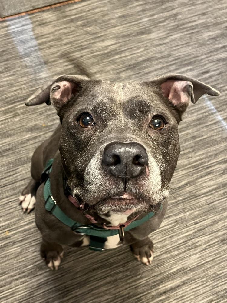 Enlarge Bella, a Adoptable mixed breed in Plymouth, MN image 5/6