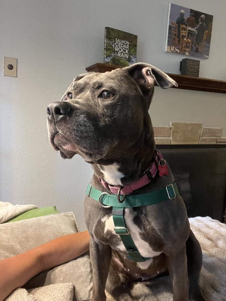 Enlarge Bella, a Adoptable mixed breed in Plymouth, MN image 6/6