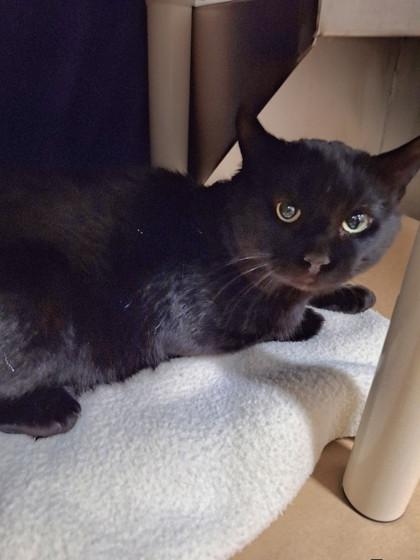 Enlarge Thomas, a Adoptable Domestic Short Hair in Cobourg, ON image 1/1