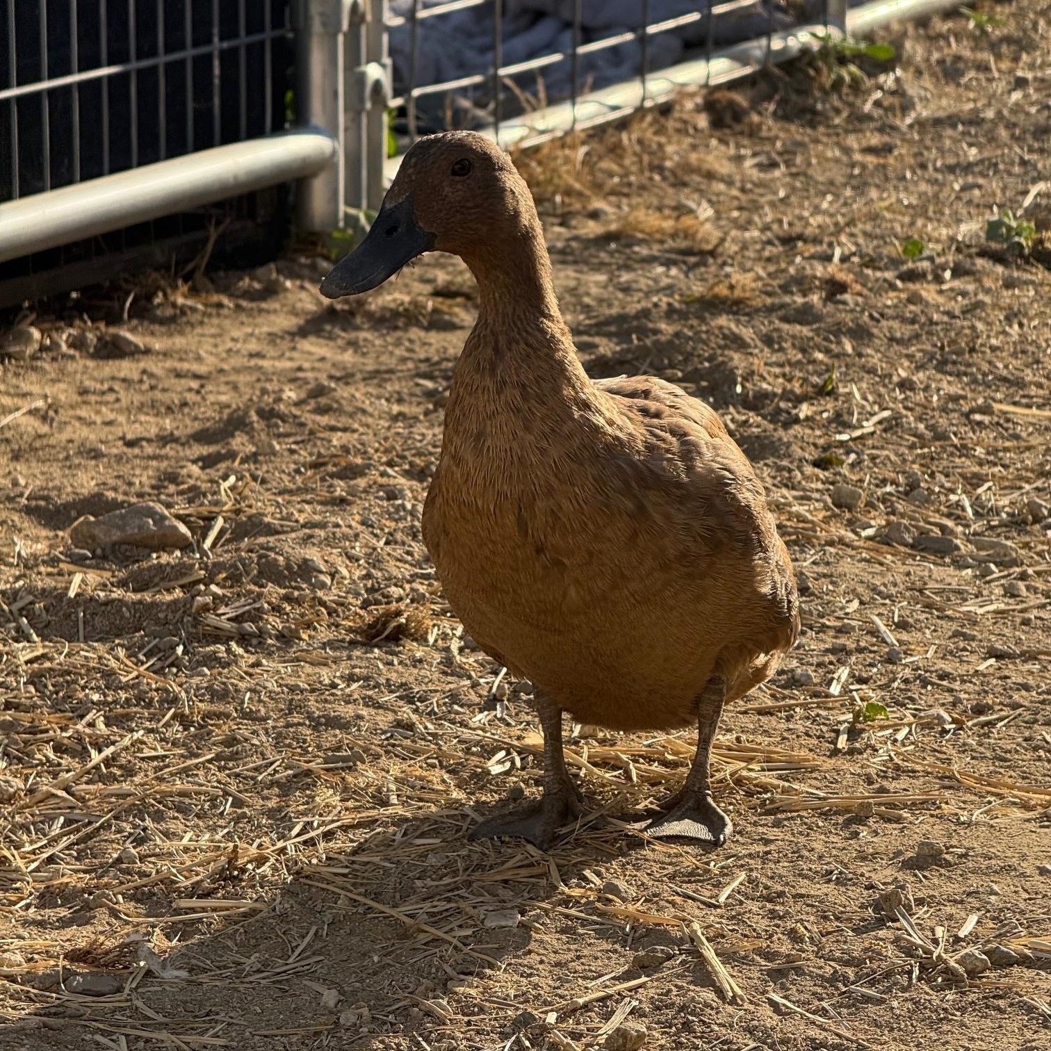 Maple, adopted, Young Female Duck.