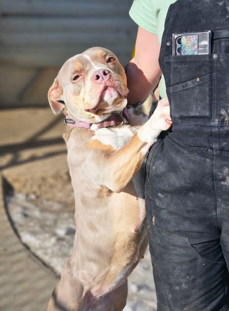 Karma, a Adoptable American Bully in Petersburg, IN image 1/2