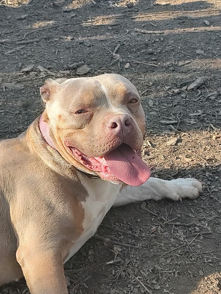 Karma, a Adoptable American Bully in Petersburg, IN image 2/2