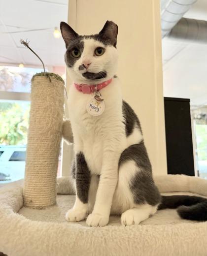 Enlarge Moonly (Pounce Cat Cafe), a Adoptable mixed breed in Savannah, GA image 1/3