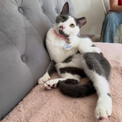 Enlarge Moonly (Pounce Cat Cafe), a Adoptable mixed breed in Savannah, GA image 2/3