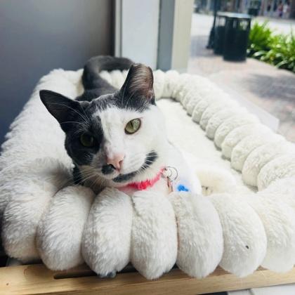 Enlarge Moonly (Pounce Cat Cafe), a Adoptable mixed breed in Savannah, GA image 3/3