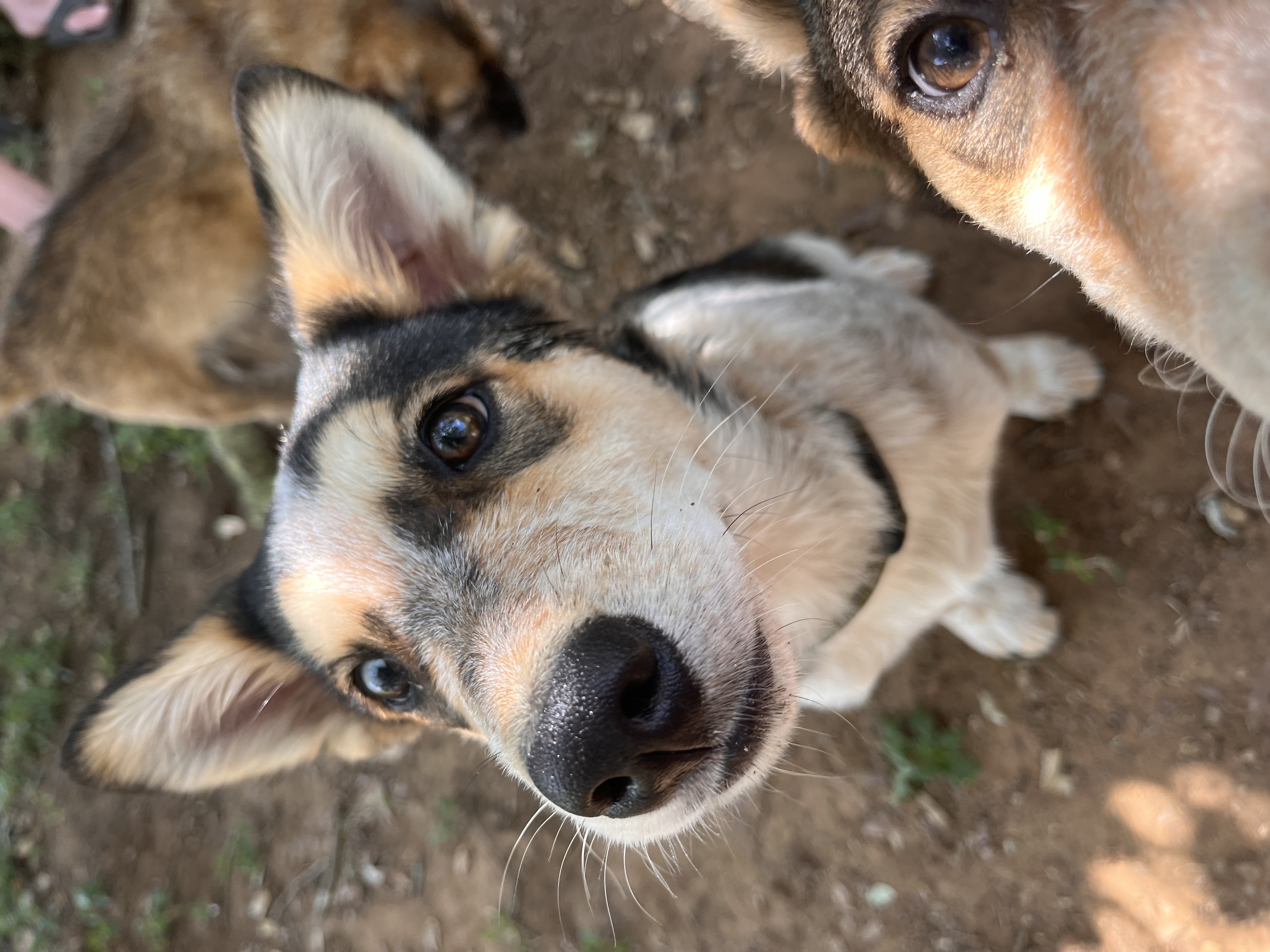 Lilly, a Adopted mixed breed in Colorado Springs, CO image 3/5