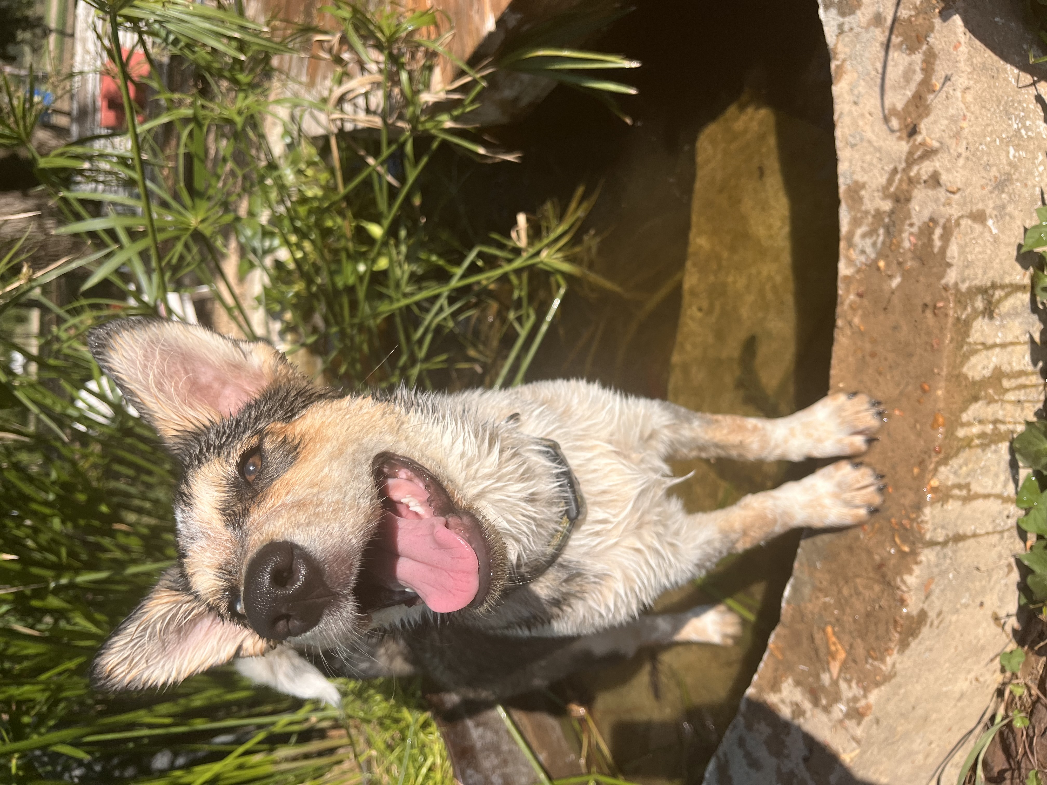 Lilly, a Adopted mixed breed in Colorado Springs, CO image 5/5