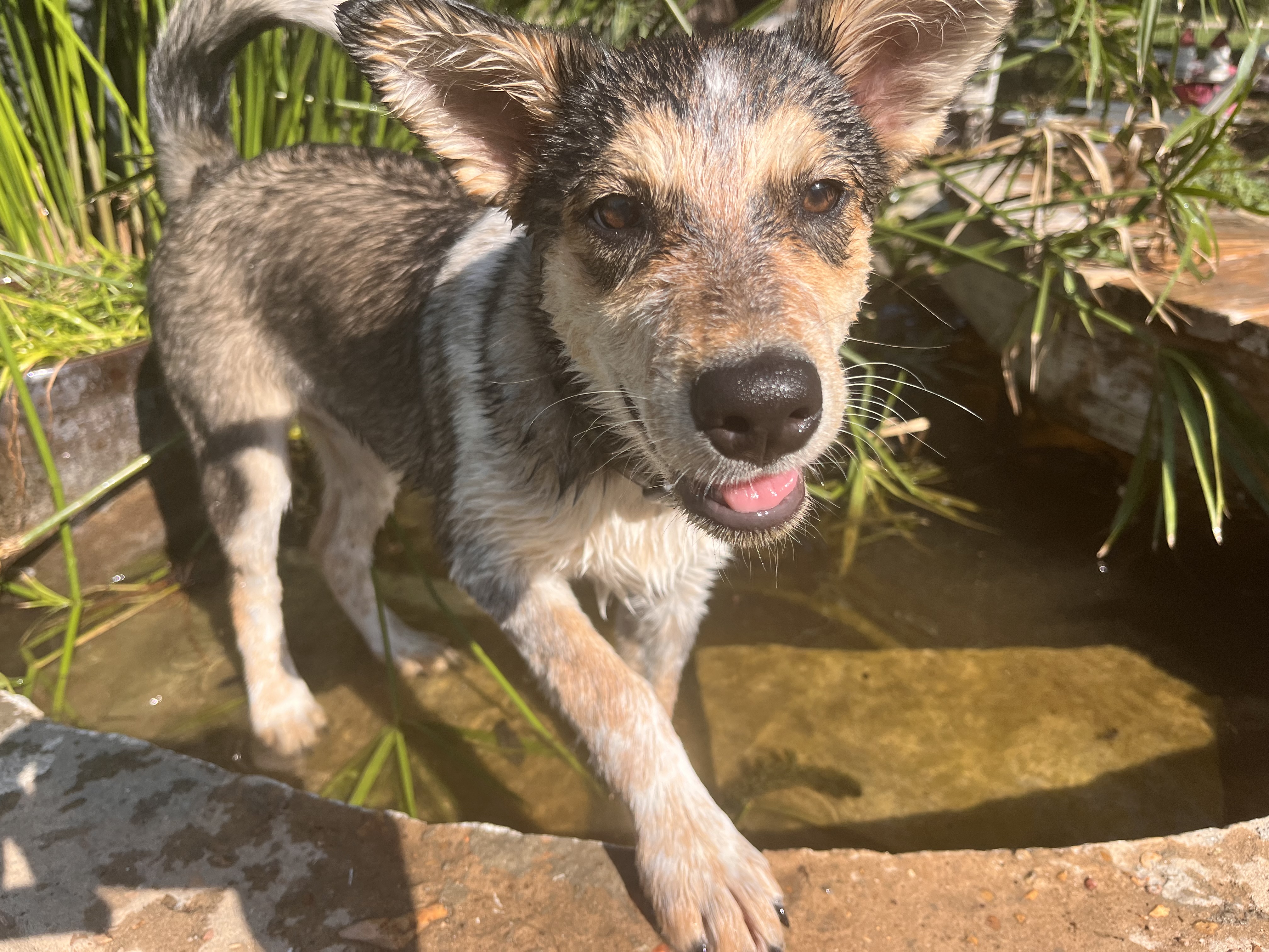 Lilly, a Adopted mixed breed in Colorado Springs, CO image 4/5