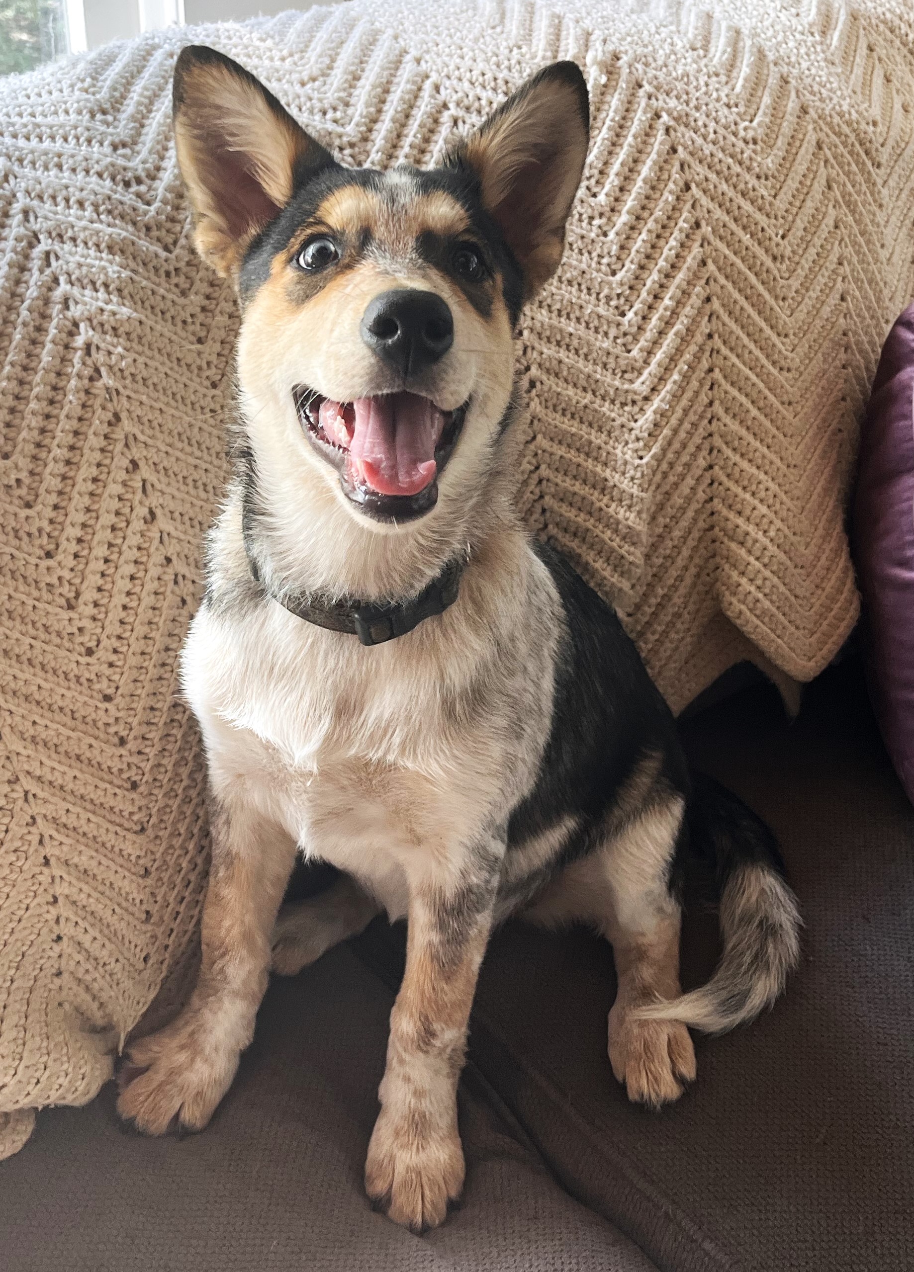 Lilly, Adopted, Puppy Female Cattle Dog & Husky.