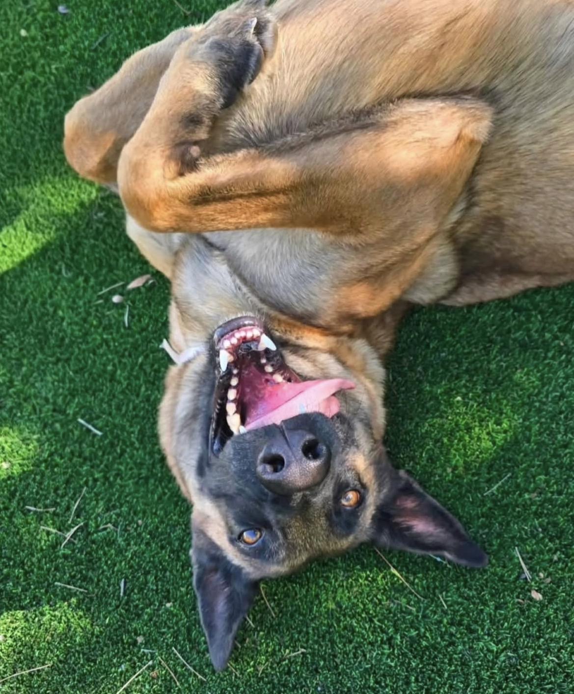 Dino, Adoptable, Young Male Belgian Shepherd / Malinois.