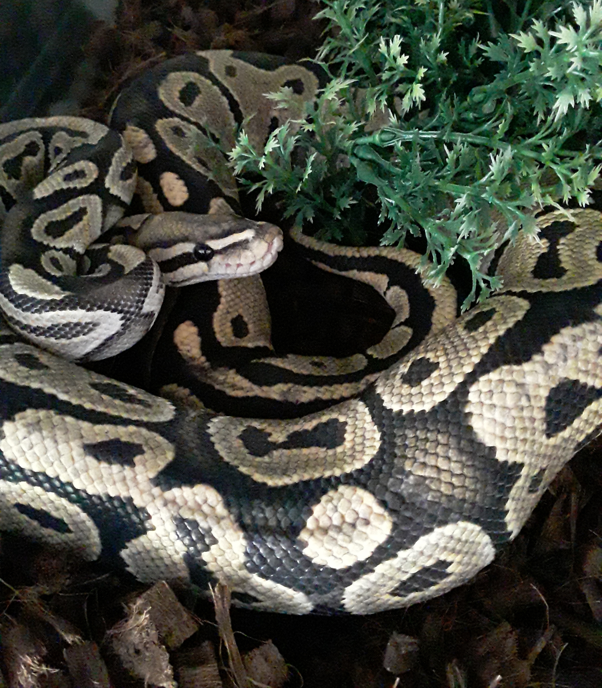 Cypress, a Adoptable Ball Python in Sacramento, CA image 1/2