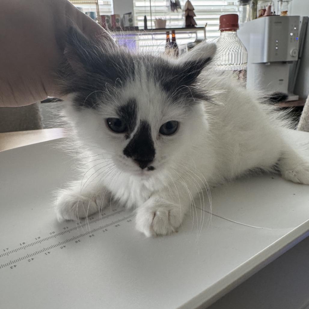 Enlarge Lilac, a Adoptable Domestic Medium Hair in Katy, TX image 1/1