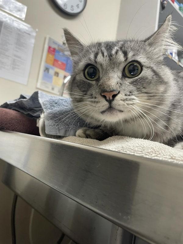 Rocky, Adoptable, Adult Male Domestic Medium Hair.