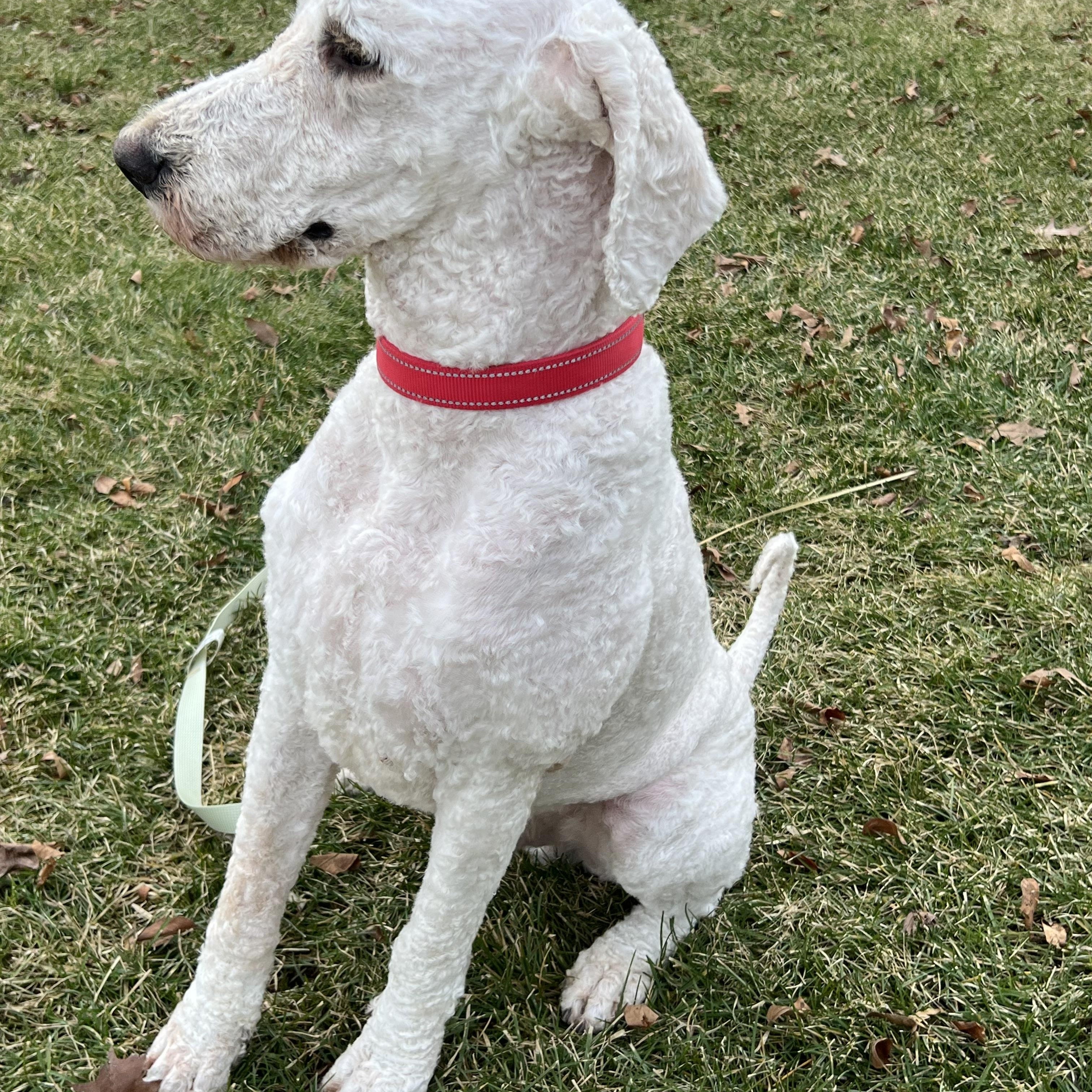 Charlie. ADOPTED — thumbnail 3