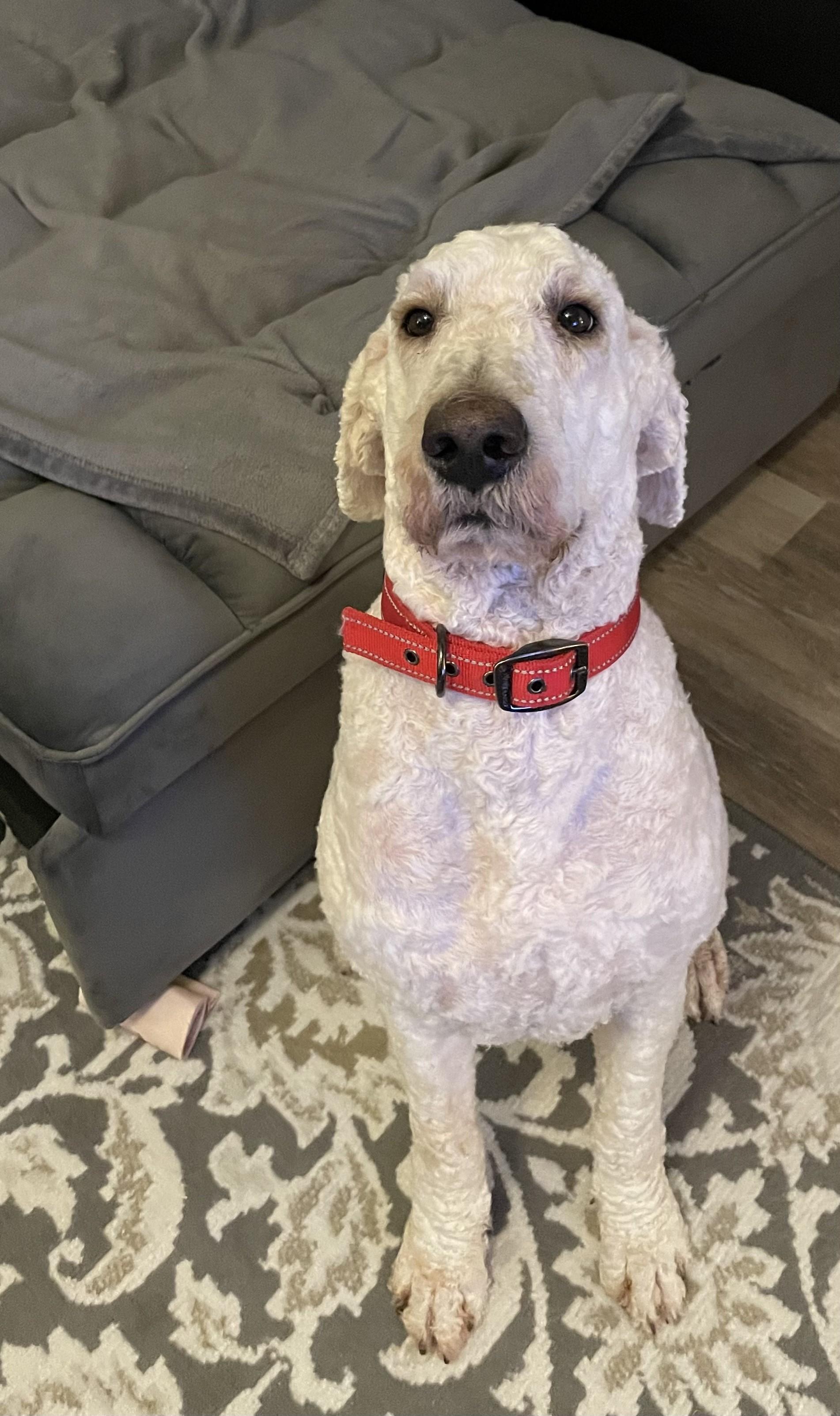 Charlie. ADOPTED — thumbnail 4