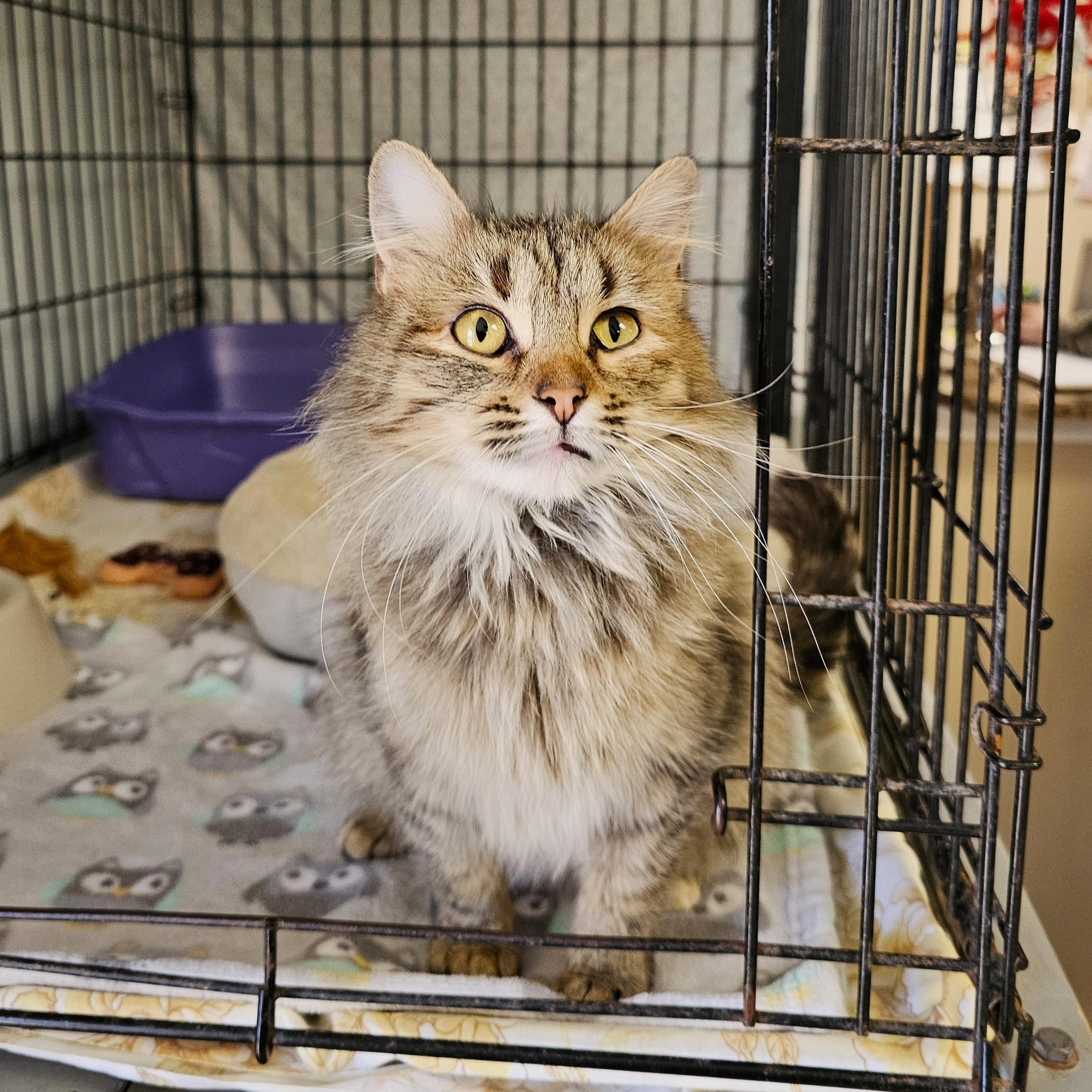 Maddie, adopted, Adult Female Domestic Long Hair & Tabby.