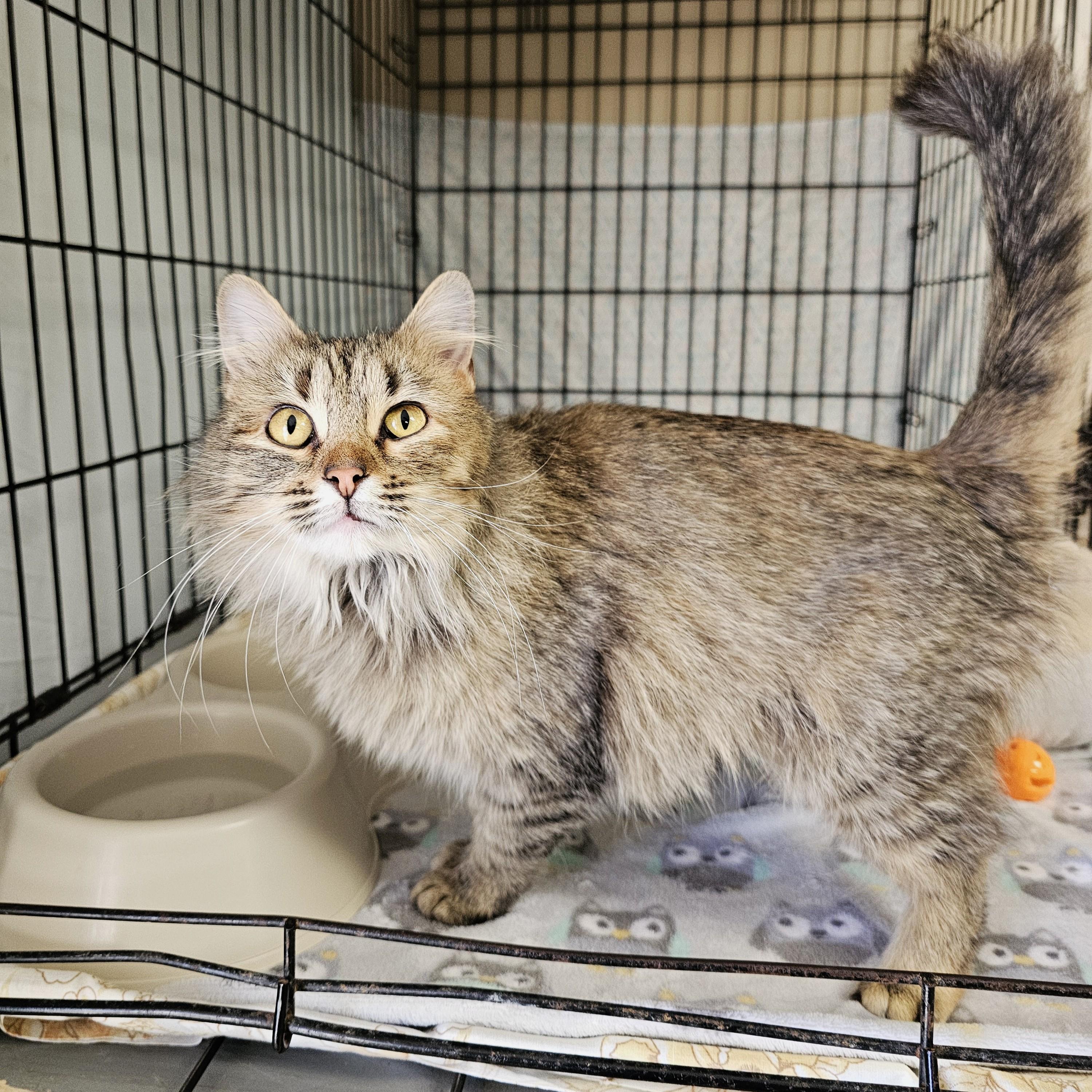 Enlarge Maddie, an adopted mixed breed in Searcy, AR image 2/4