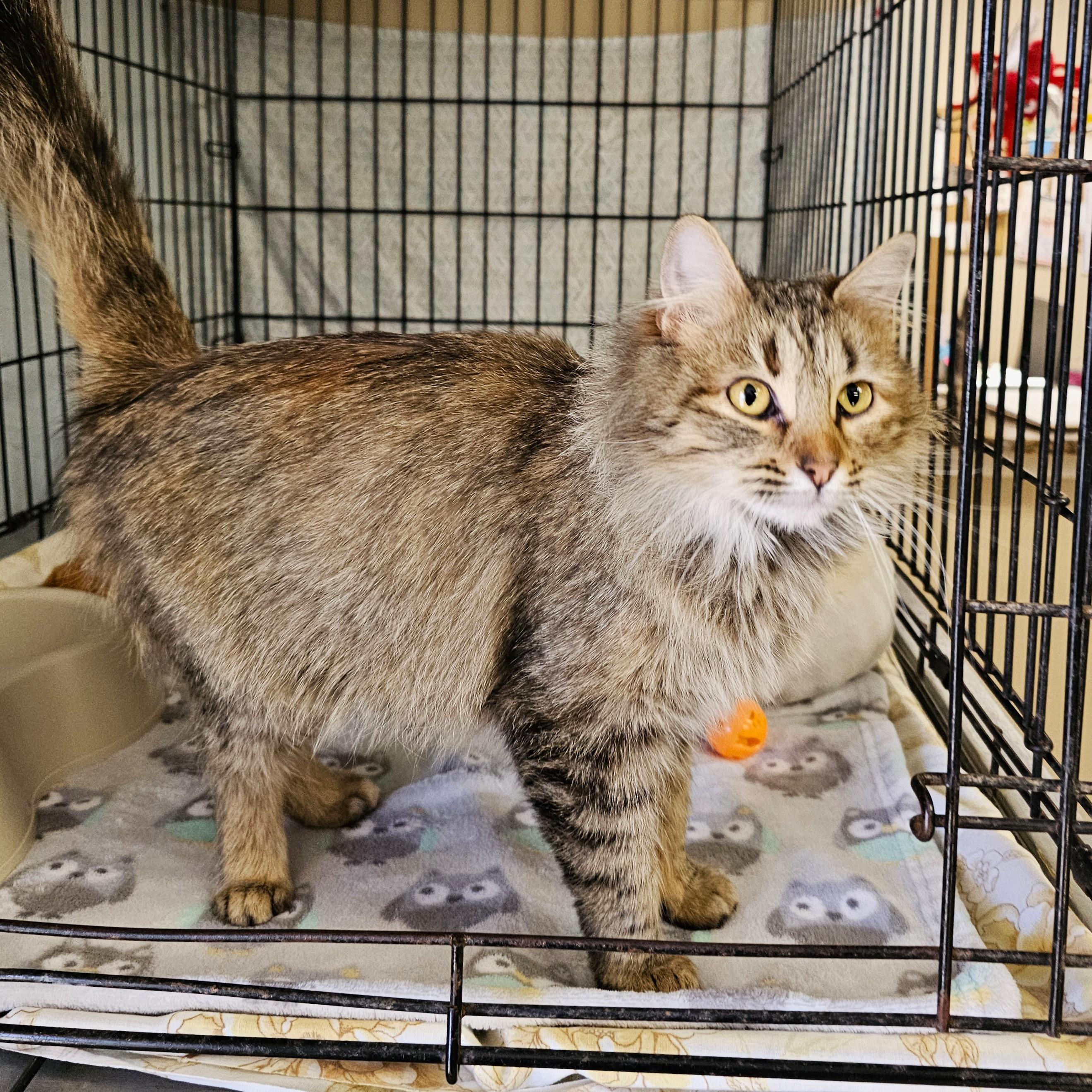 Enlarge Maddie, an adopted mixed breed in Searcy, AR image 3/4