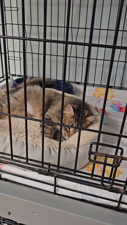 Enlarge Maddie, an adopted mixed breed in Searcy, AR video 4/4