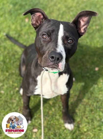 Quinten, Adoptable, Adult Male American Staffordshire Terrier & Mixed Breed.
