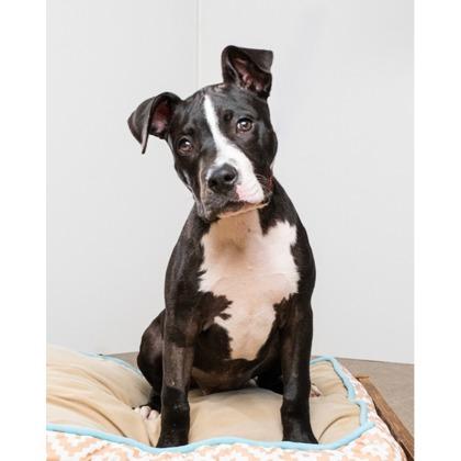 Enlarge Quinten, a Adoptable mixed breed in Phoenix, AZ image 2/2