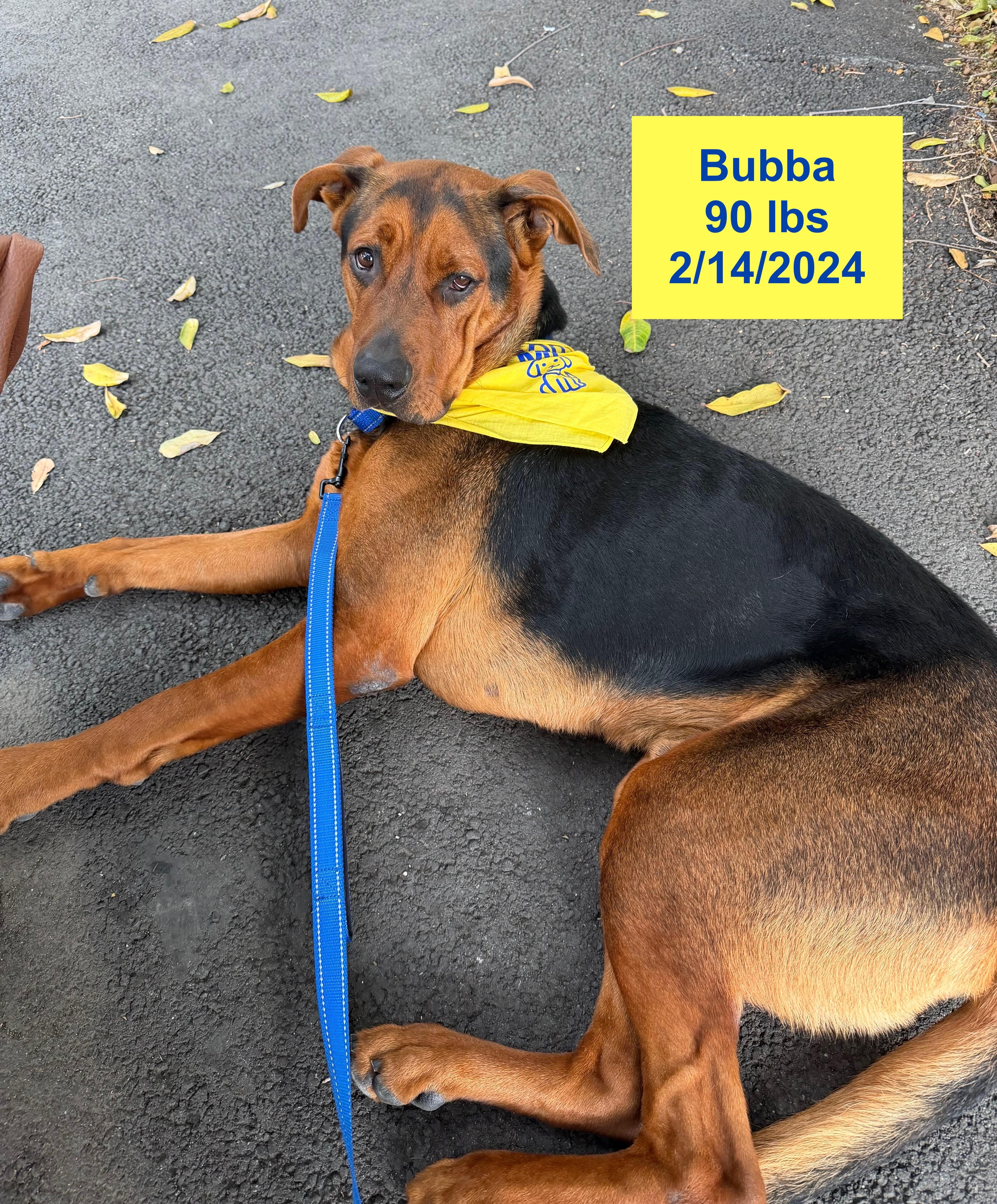Enlarge Bubba, a ADOPTABLE mixed breed in West Hollywood, CA image 4/5