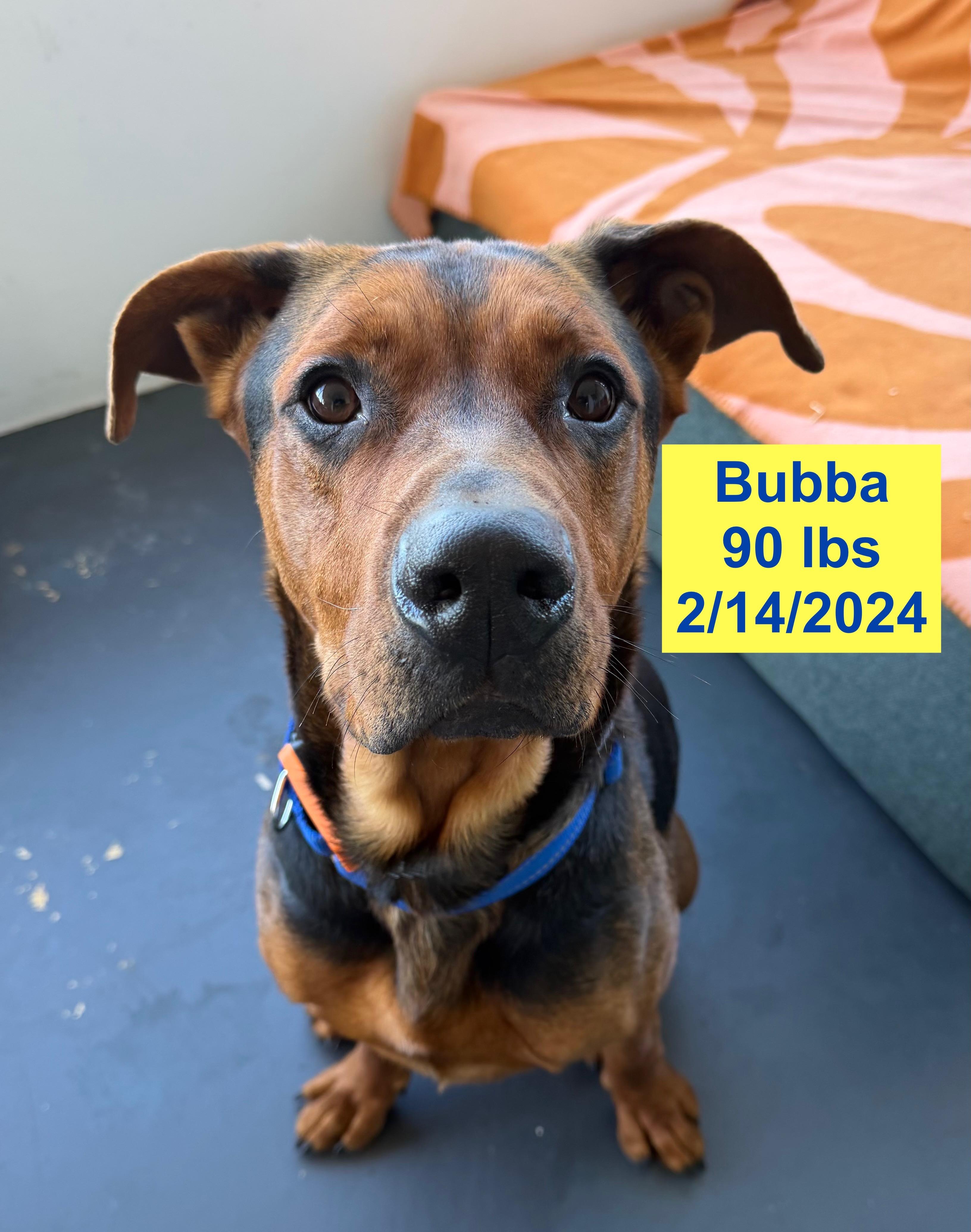 Enlarge Bubba, a ADOPTABLE mixed breed in West Hollywood, CA image 5/5