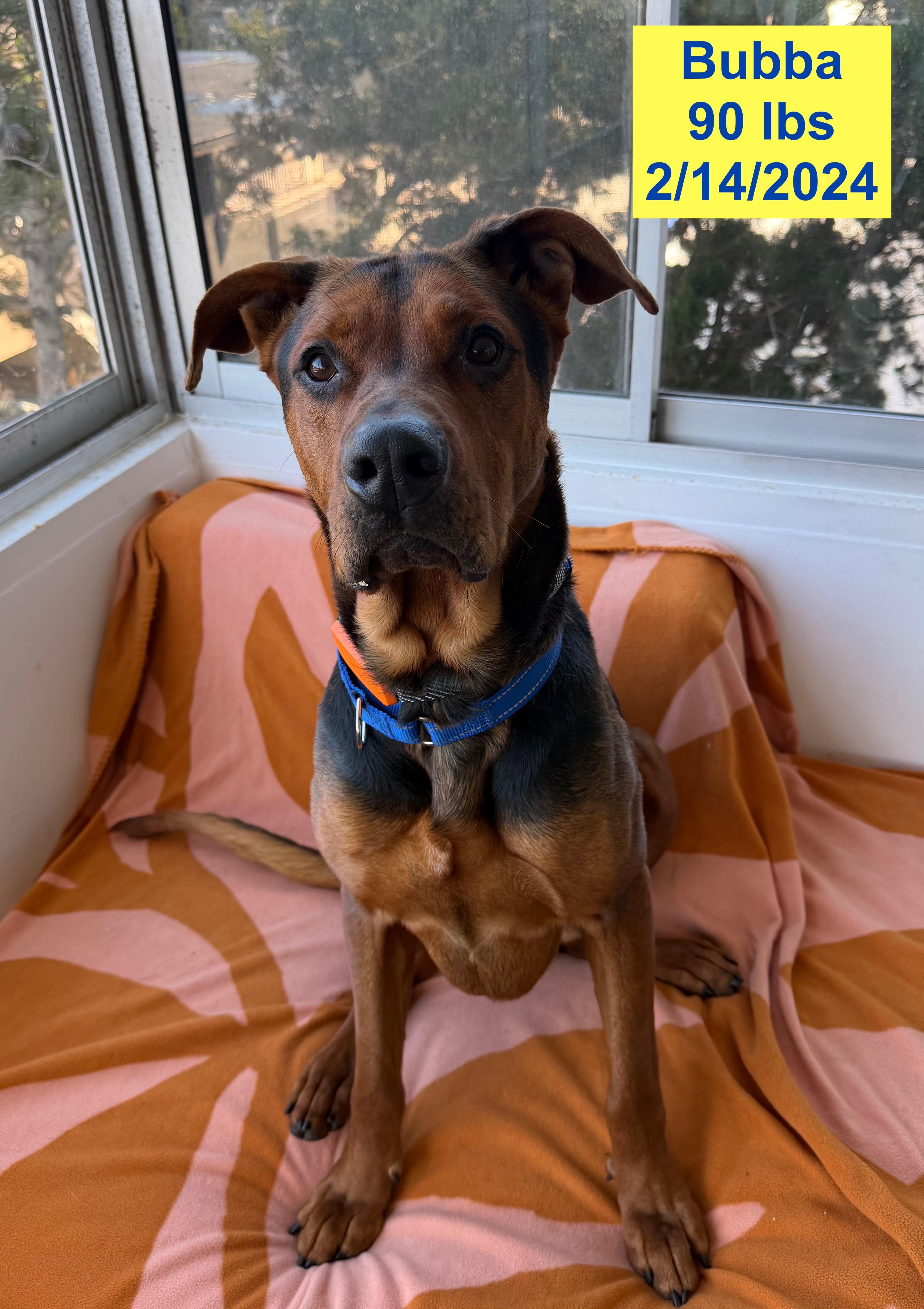 Enlarge Bubba, a ADOPTABLE mixed breed in West Hollywood, CA image 3/5