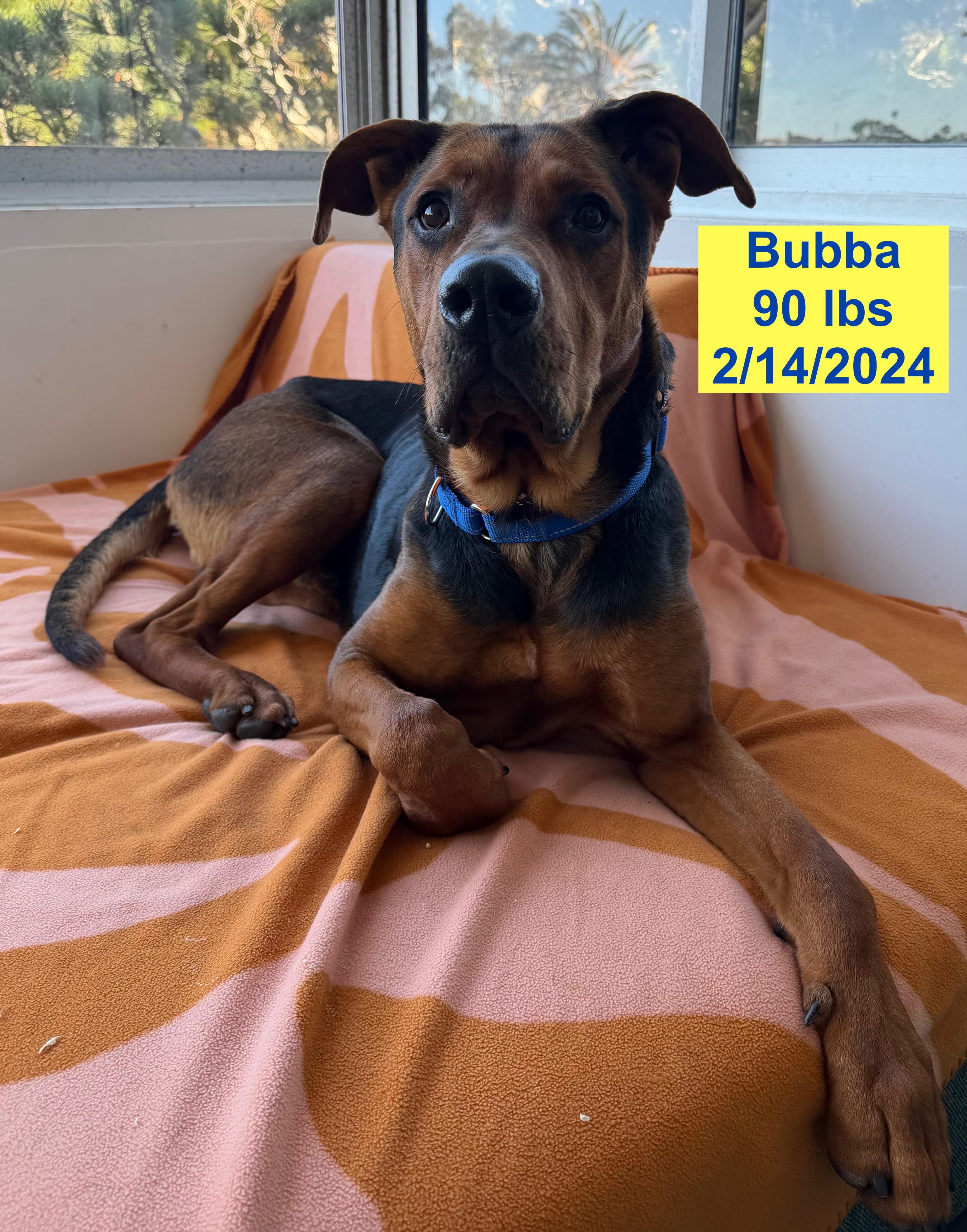 Enlarge Bubba, a ADOPTABLE mixed breed in West Hollywood, CA image 1/5