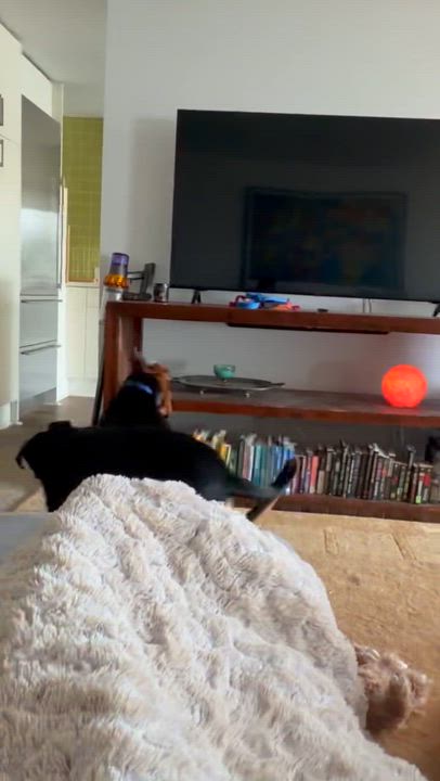 Enlarge Bubba, a ADOPTABLE mixed breed in West Hollywood, CA video 2/5