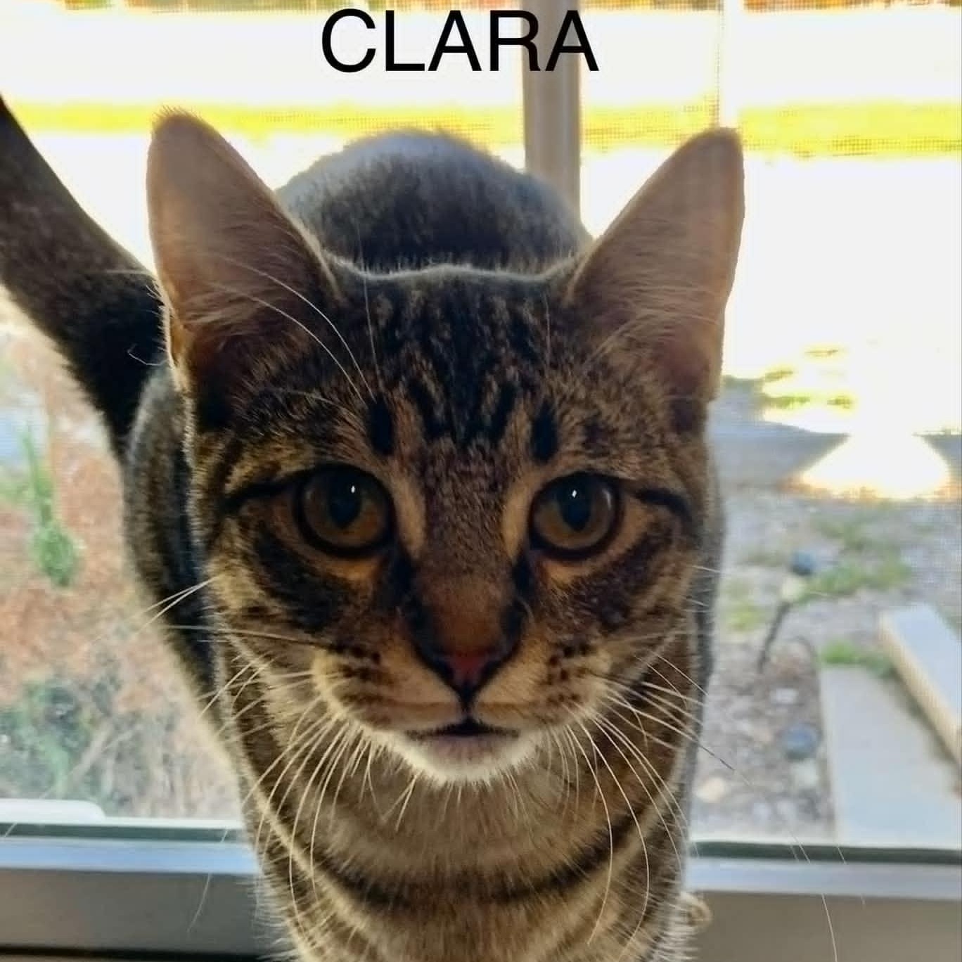 Enlarge Clara, a Adoptable Tabby in Rushville, IL image 1/1