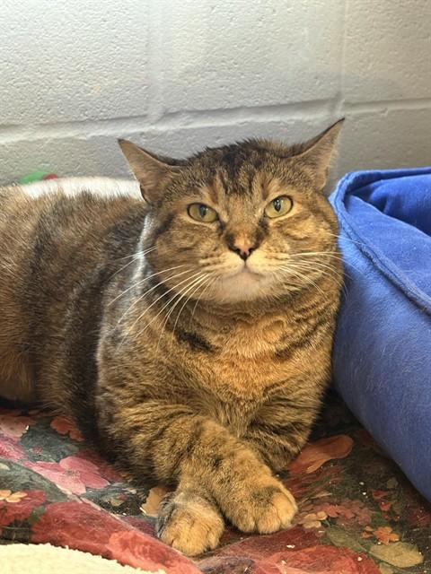IT IS WHAT IT IS, Adoptable, Adult Female Domestic Short Hair.