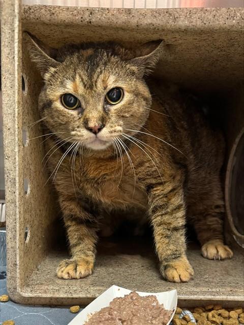 Enlarge IT IS WHAT IT IS, a Adoptable Domestic Short Hair in Louisville, KY image 1/1