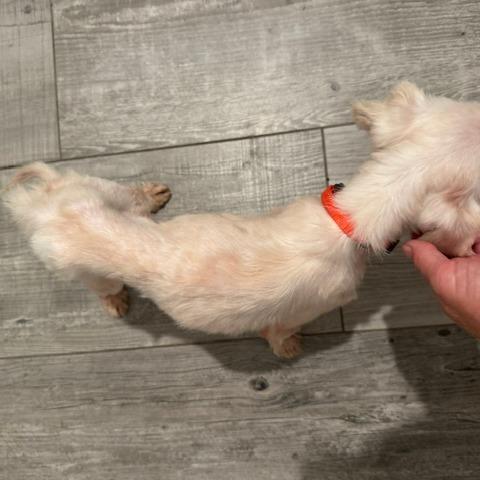 George, Adoptable, Senior Male Maltese.