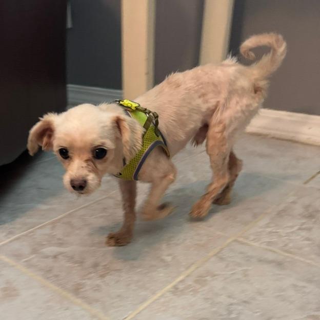 Enlarge George, a Adoptable Maltese in Jacksonville, FL image 2/6