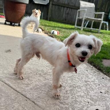 Enlarge George, a Adoptable Maltese in Jacksonville, FL image 3/6