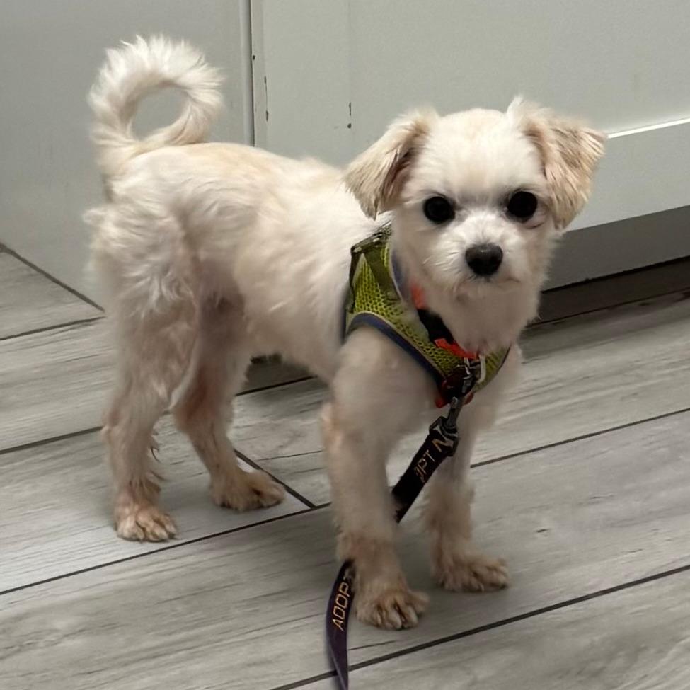 Enlarge George, a Adoptable Maltese in Jacksonville, FL image 4/6