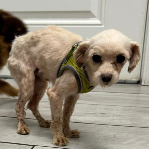 Enlarge George, a Adoptable Maltese in Jacksonville, FL image 5/6