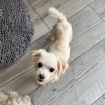 Enlarge George, a Adoptable Maltese in Jacksonville, FL image 6/6