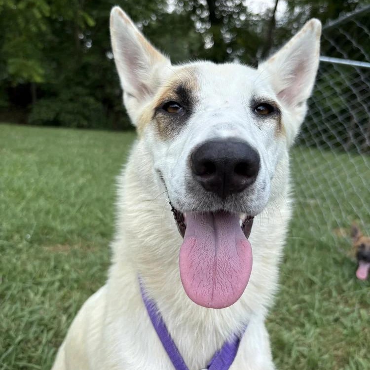Enlarge Sarafina, a Adoptable mixed breed in Chuckey, TN image 1/1