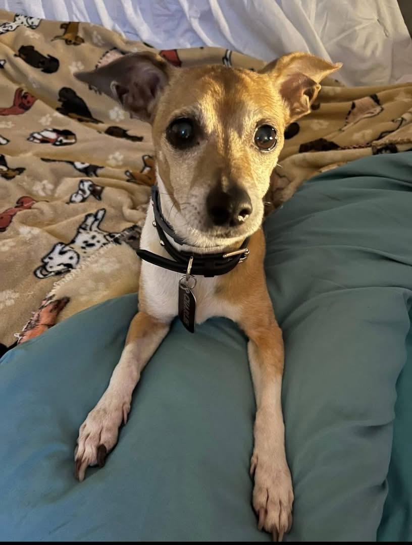 CHARLIE, adopted, Adult Male Chiweenie & Chihuahua.