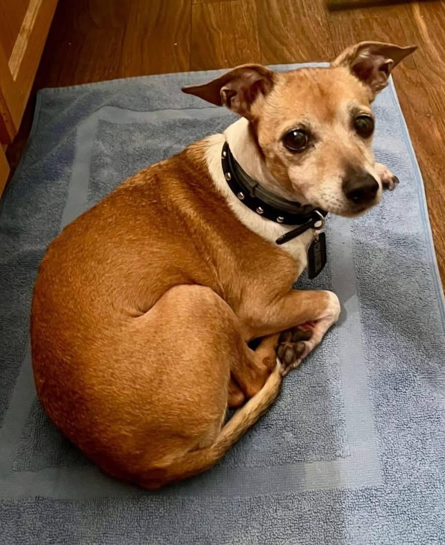 Enlarge CHARLIE, an adopted mixed breed in Grand Prairie, TX image 2/4