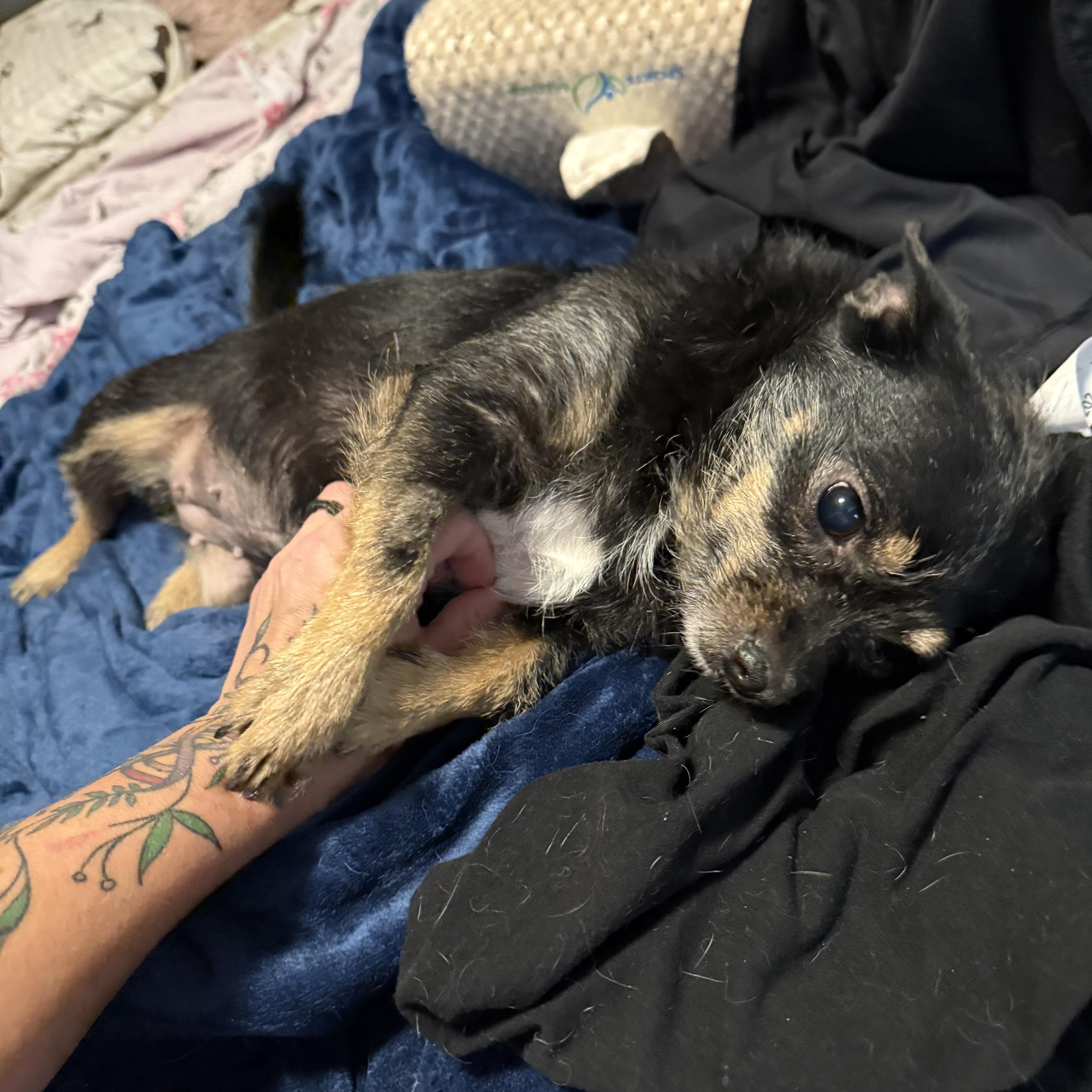 Franny Lou thumbnail 3