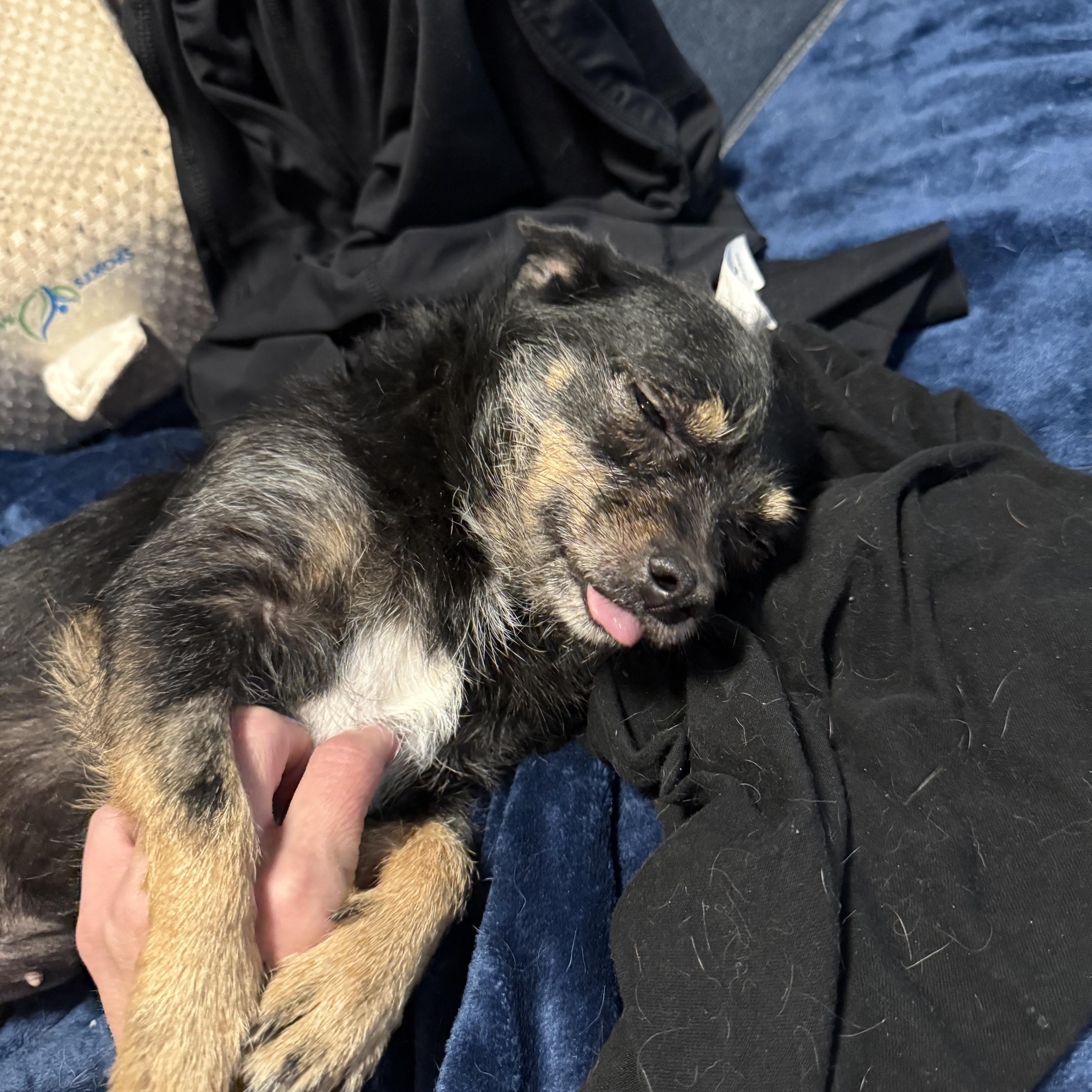 Franny Lou thumbnail 4